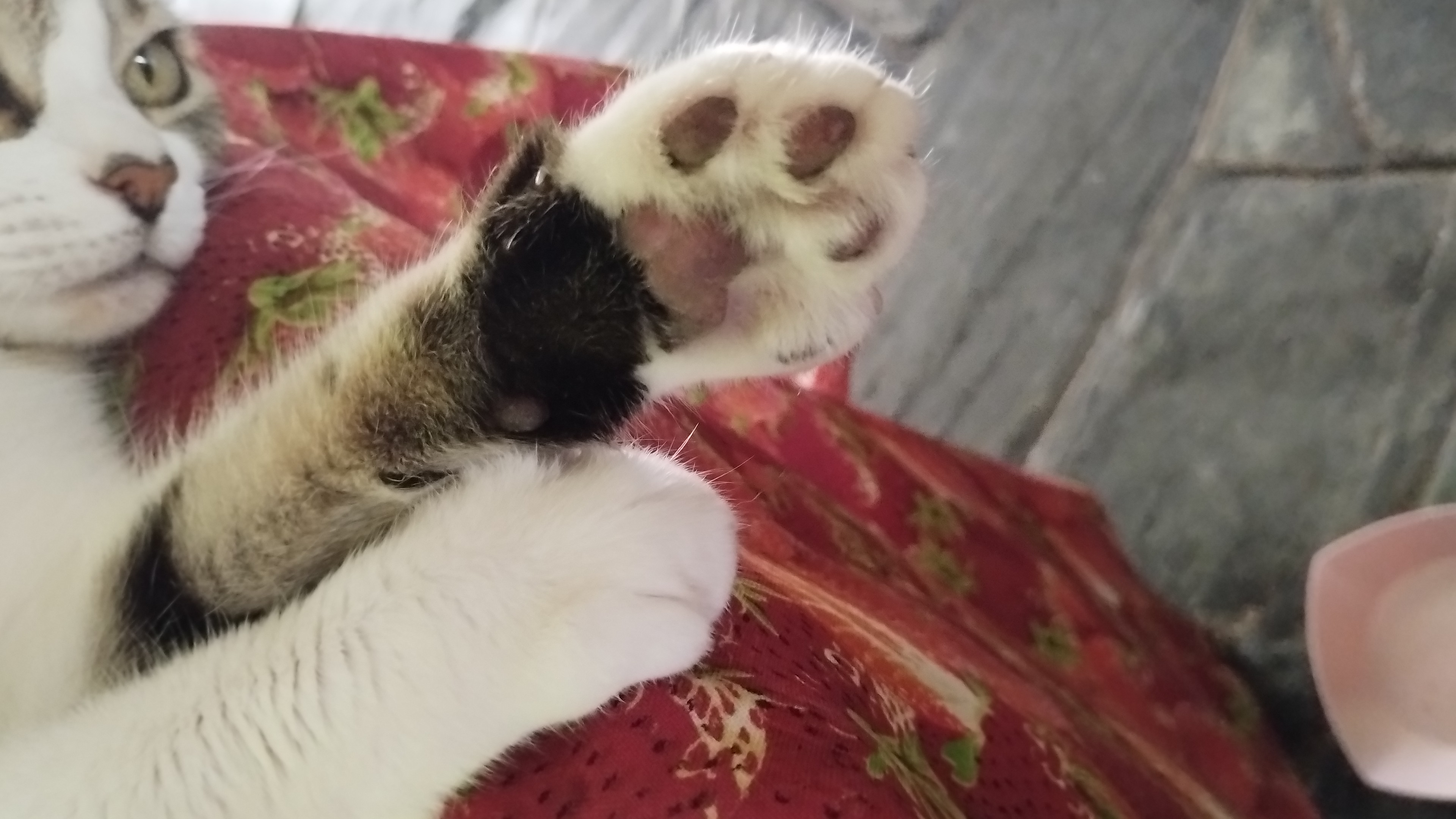 a close up of Tuni's paw